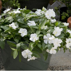Катарантус рожевий Solar Avalanche F1 white, 10 шт, Hem Genetics