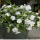 Катарантус рожевий Solar Avalanche F1 white, 10 шт, Hem Genetics