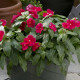 Катарантус рожевий Solar Avalanche F1 rose - (formerly red), 10 шт, Hem Genetics