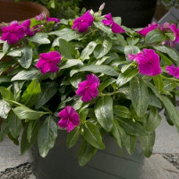 Катарантус рожевий Solar Avalanche F1 violet, 1000 шт, Hem Genetics