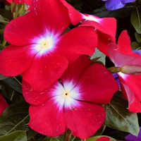 Катарантус рожевий Solar Avalanche F1 cherry brilliant eye, 10 шт, Hem Genetics