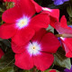Катарантус рожевий Solar Avalanche F1 cherry brilliant eye, 10 шт, Hem Genetics