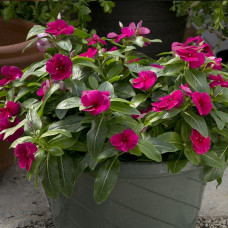 Катарантус рожевий Solar Avalanche F1 burgundy, 10 шт, Hem Genetics