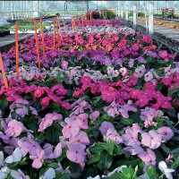 Катарантус рожевий Solar F1 full mixture, 500 шт, Hem Genetics