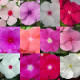 Катарантус рожевий Solar F1 full mixture, 500 шт, Hem Genetics