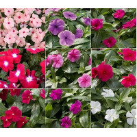 Катарантус рожевий Solar Avalanche F1 full mixture, 1000 шт, Hem Genetics