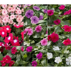 Катарантус рожевий Solar Avalanche F1 full mixture, 10 шт, Hem Genetics