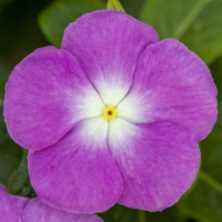 Катарантус SunJewels Lavender Halo, 10 шт, Floranova