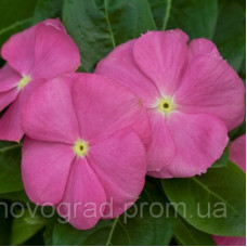 Катарантус SunStorm® Deep Pink, 25 шт, Syngenta 
