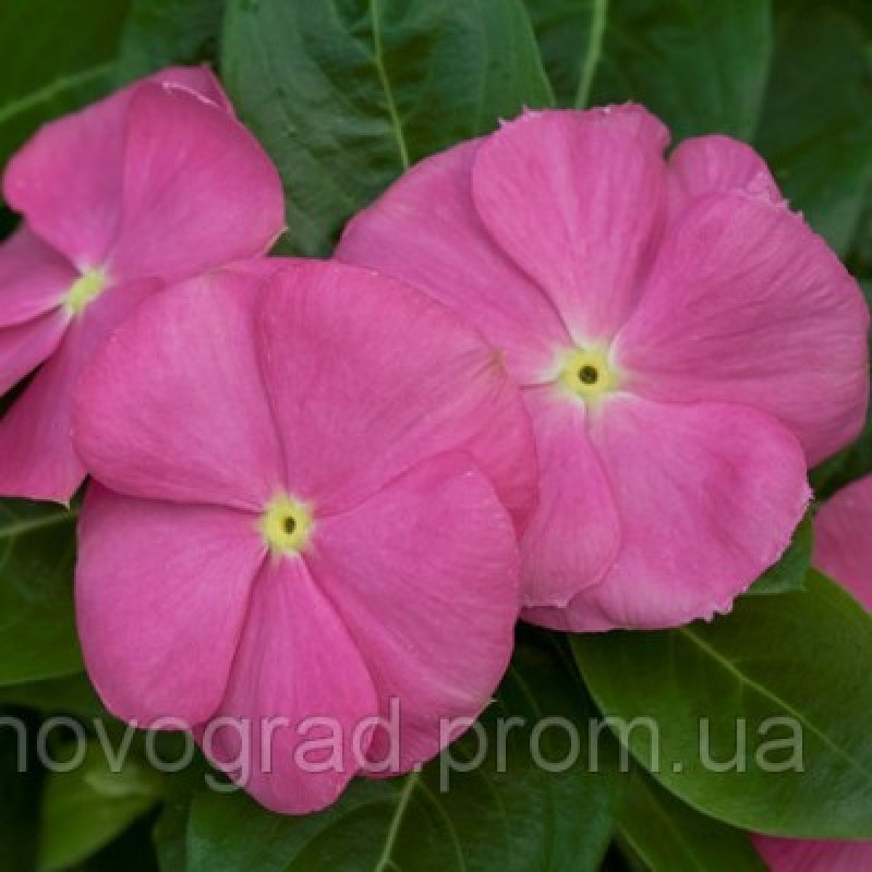 Катарантус SunStorm® Deep Pink, 25 шт, Syngenta