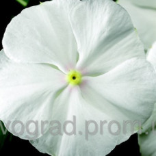 Катарантус SunStorm® Pure White, 25 шт, Syngenta 