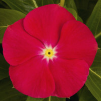 Катарантус розовый SunStorm® Bright Red
