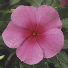 Катарантус SunStorm® Rose With Eye, 25 шт, Syngenta 