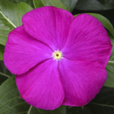 Катарантус SunStorm® Deep Orchid