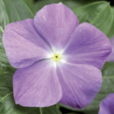 Катарантус SunStorm® Light Blue, 100 шт, Syngenta 