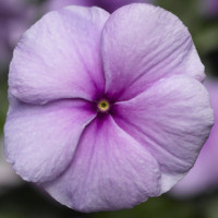 Катарантус SunStorm® Purple