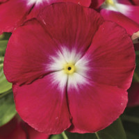 Катарантус Ocean Red Eye, 10 шт, Farao