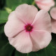 Катарантус рожевий SunStorm® Apricot, 1000 шт, Syngenta