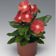 Катарантус SunStorm® Scarlet With Eye, 25 шт, Syngenta 