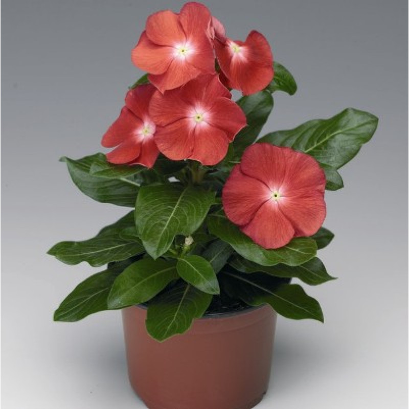 Катарантус SunStorm® Scarlet With Eye, 25 шт, Syngenta