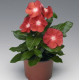 Катарантус SunStorm® Scarlet With Eye, 25 шт, Syngenta
