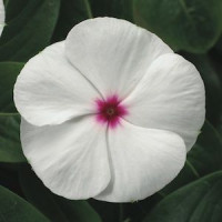 Катарантус SunStorm® White With Eye, 1000 шт, Syngenta 