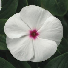 Катарантус SunStorm® White With Eye, 25 шт, Syngenta 