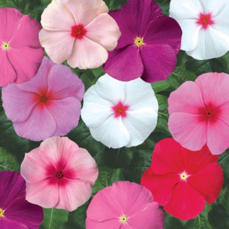 Катарантус SunStorm® Tropical Mix, 500 шт, Syngenta