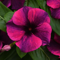 Катарантус рожевий TATTOO BLACK CHERRY, 10 шт, PanAmerican