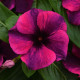 Катарантус розовый TATTOO BLACK CHERRY