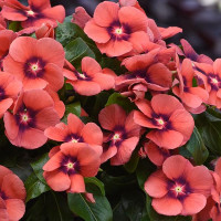 Катарантус рожевий TATTOO TANGERINE, 10 шт, PanAmerican