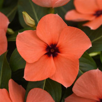 Катарантус рожевий TATTOO Orange, 10 шт, PanAmerican