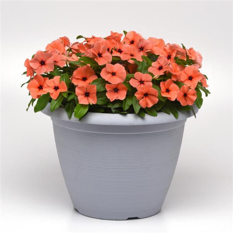 Катарантус рожевий TATTOO Orange, 50 шт, PanAmerican