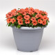 Катарантус рожевий TATTOO Orange, 50 шт, PanAmerican