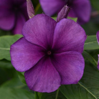Катарантус рожевий TATTOO Blueberry, 10 шт, PanAmerican