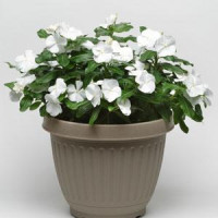 Катарантус TITAN® F1 PURE WHITE