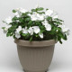 Катарантус TITAN® F1 PURE WHITE