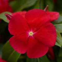 Катарантус рожевий TITAN® F1 REALLY RED, 50 шт, PanAmerican