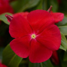 Катарантус рожевий TITAN® F1 REALLY RED, 10 шт, PanAmerican