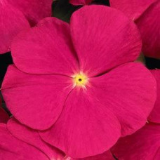 Катарантус рожевий TITAN® F1 ROSE, 10 шт, PanAmerican