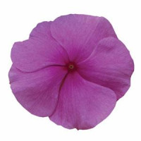 Катарантус рожевий TITAN® F1 LILAC, 10 шт, PanAmerican