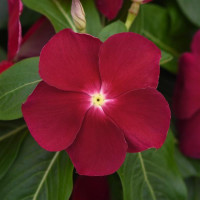 Катарантус рожевий TITAN® F1 Cranberry, 10 шт, PanAmerican