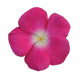 Катарантус рожевий TITAN® F1 ROSE HALO, 500 шт, PanAmerican