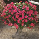 Катарантус роз Cora®Cascade Cherry