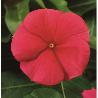 Катарантус рожевий SunStorm® Red, 500 шт, Syngenta 