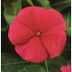 Катарантус рожевий SunStorm® Red, 500 шт, Syngenta