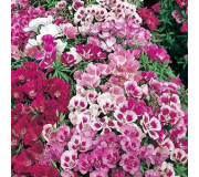 Кларкія (Годеція) - Clarkia amoena (Godetia)
