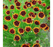 Космідіум - Cosmidium
