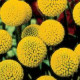 Краспедия круглая BILLY BUTTONS