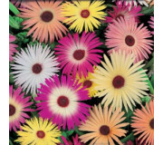 Ледяник - Mesembryanthemum crystallinum